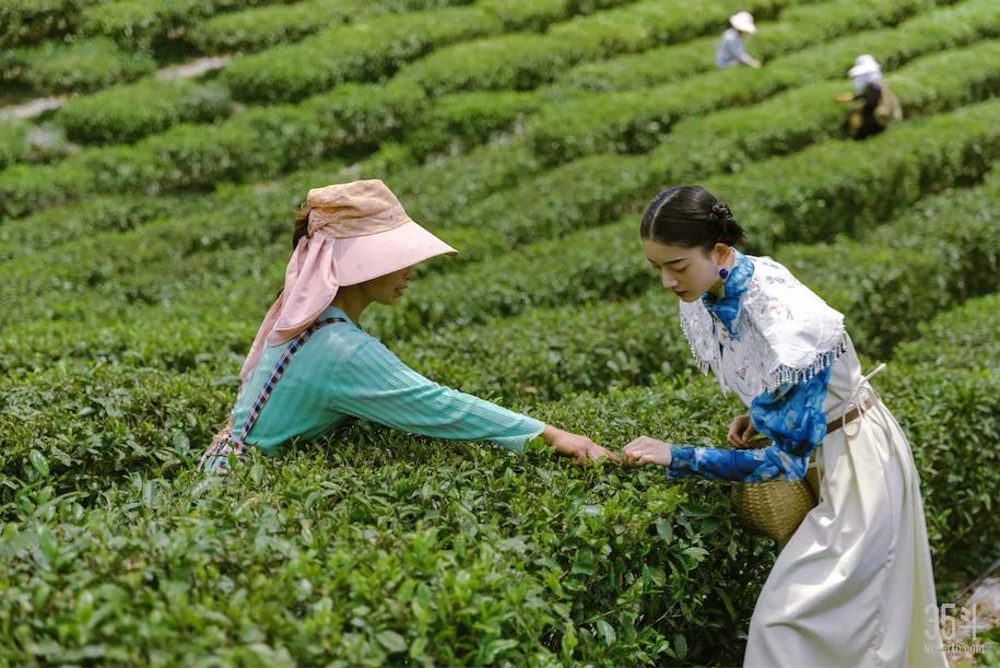 广东省培育新茶树的探索与实践