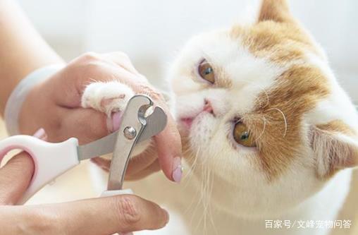 猫几个月剪指甲——宠物猫日常护理指南