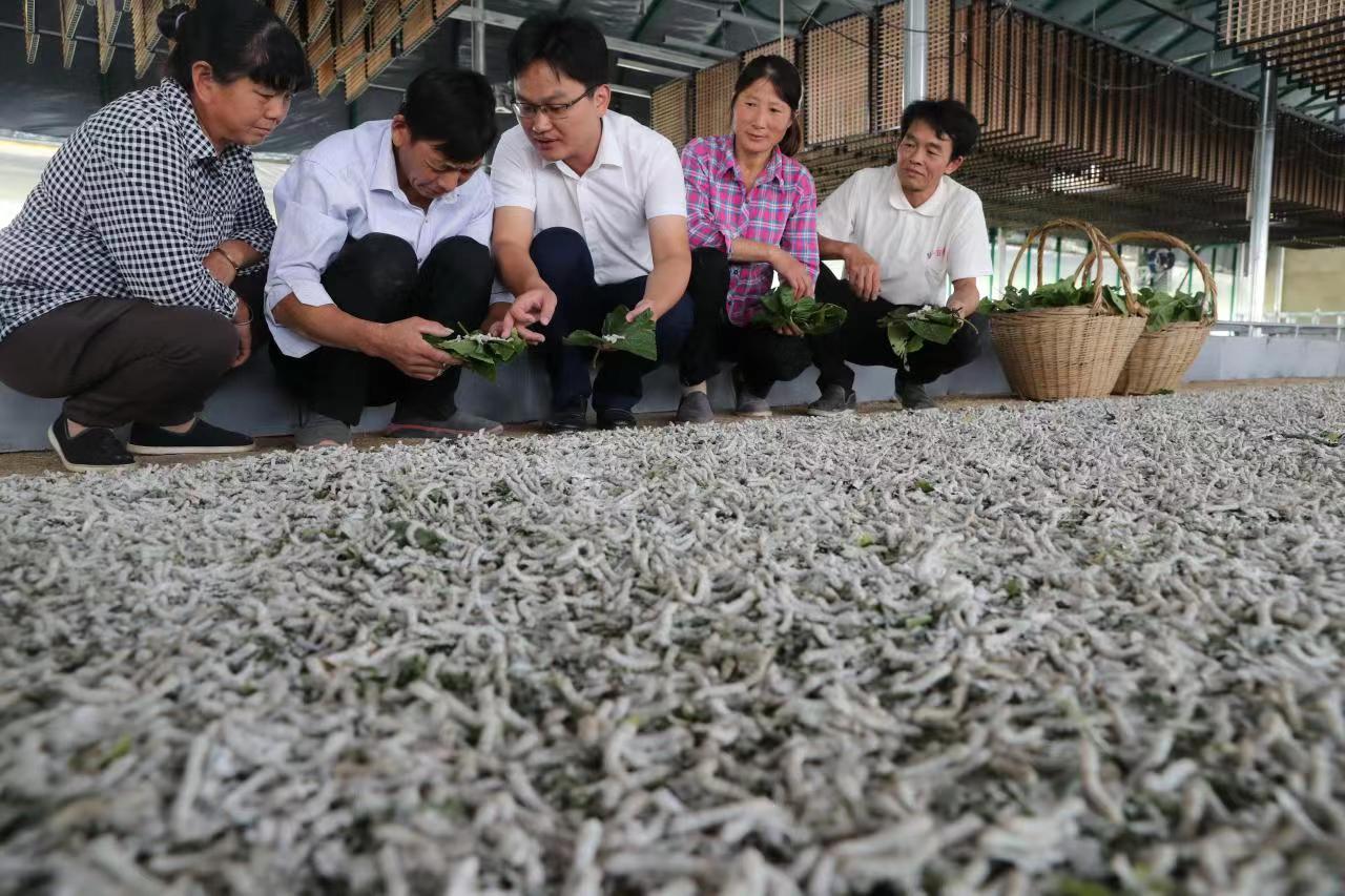 江苏省蚕桑科技的繁荣与进步